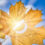 Dossier: vitamine D